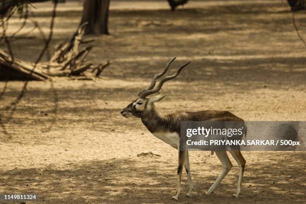 nilgai, the largest asian antelope - nilgai stockfoto's en -beelden