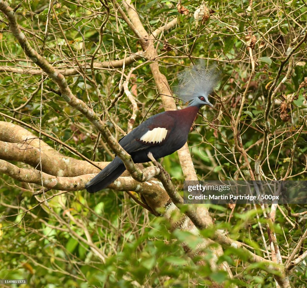 Southern Crowned Pigeon (Goura Scheepmakeri)