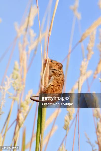 brown mouse climbing plant in field - brown field mouse stock pictures, royalty-free photos & images