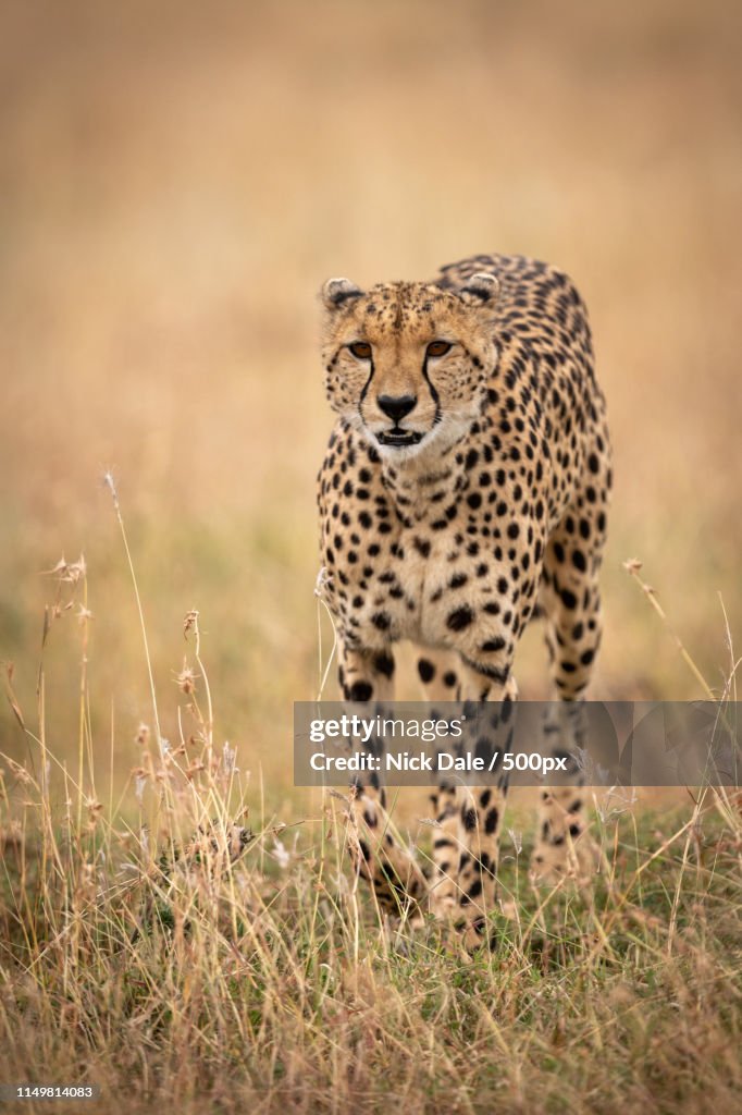 Cheetah Walks Through Long Grass Towards Camera