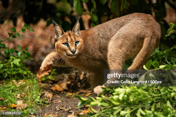 caracal series - caracal photos et images de collection