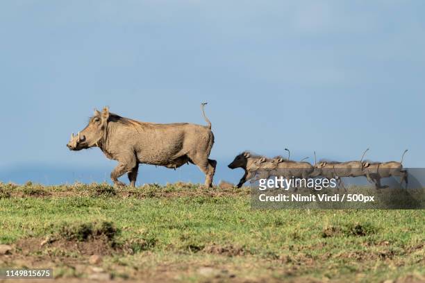 warthog train - animal family stock pictures, royalty-free photos & images