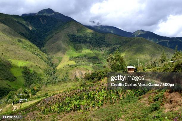 peru - coffee plantations stock pictures, royalty-free photos & images