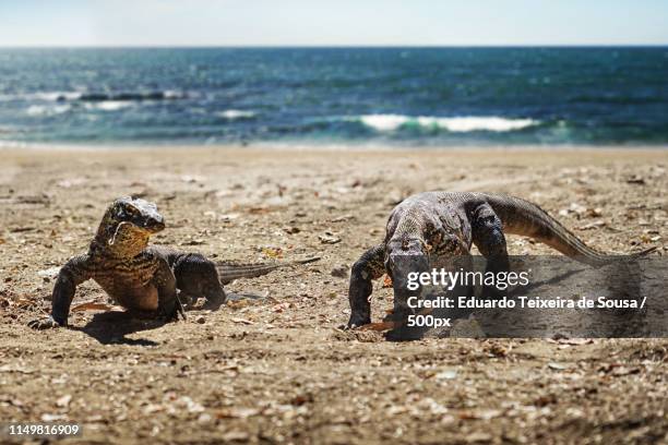 komodo dragons - rinca island stock pictures, royalty-free photos & images