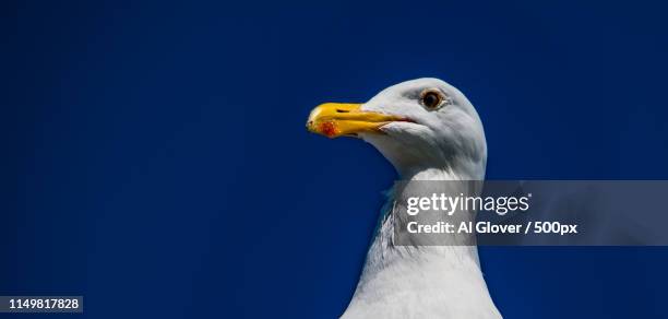 Gull Js 205 Glover Stock Photos, High-Res Pictures, and Images - Getty Images