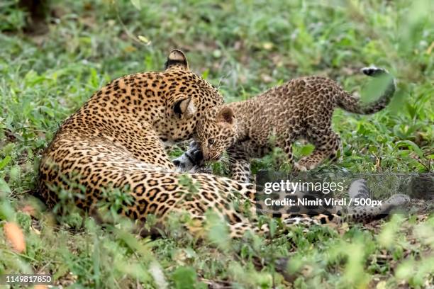 leopard mom & cub - léopard photos et images de collection