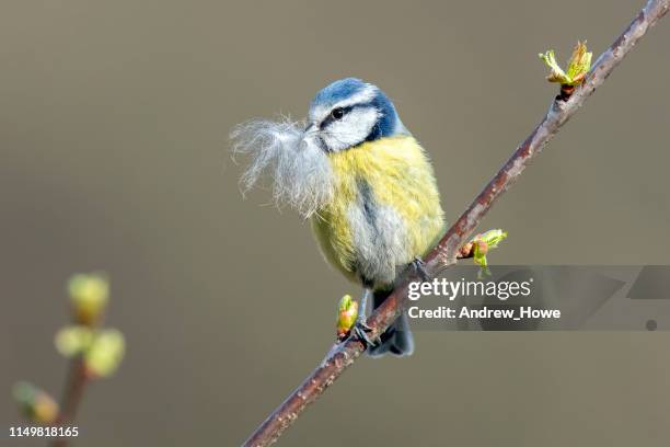 blauwe tit (cyanistes caeruleus) - bird's nest stockfoto's en -beelden