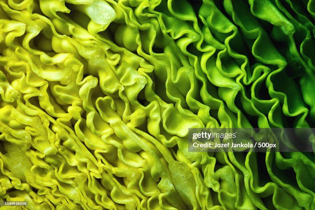 Capitis Cabbage Detail On The Cut Head Of The Cabbage High-Res Stock Photo - Getty Images