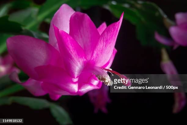 flower of succulent plant schlumberger - christmas cactus ストックフォトと画像