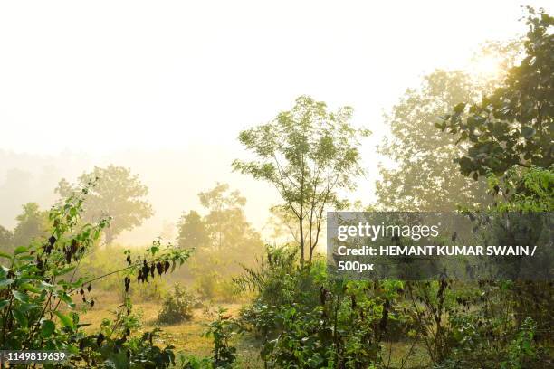 good - hemant kumar stock pictures, royalty-free photos & images