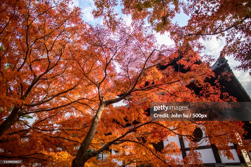 Maple Season Tfuku Heard