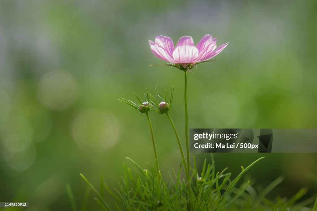 Persian Chrysanthemum