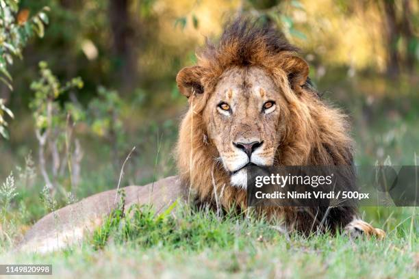 lion colors - animal mane stock pictures, royalty-free photos & images