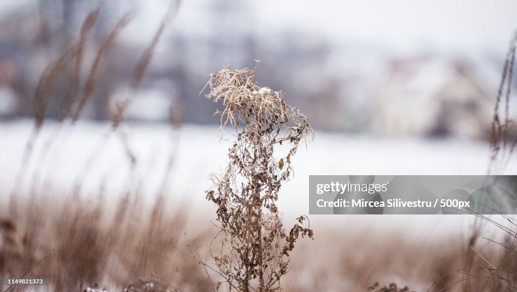 Winter Scene