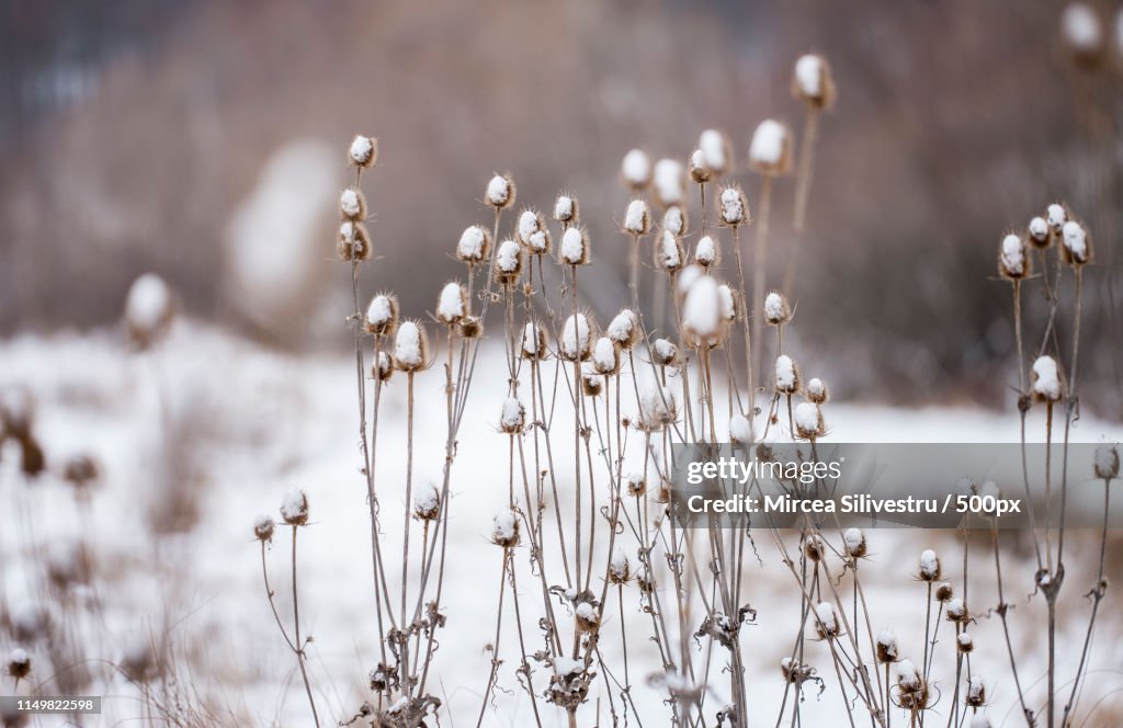 Winter Scene
