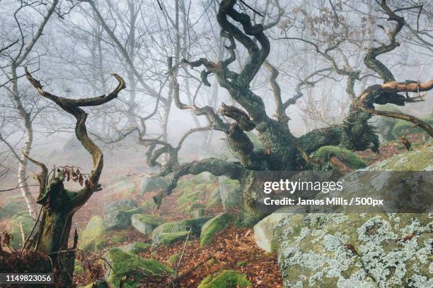 twisted tales - twisted tree stock pictures, royalty-free photos & images