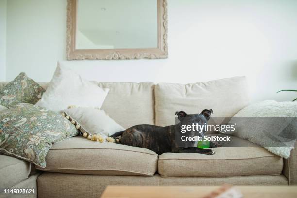 dog relaxing on sofa - staffordshire bull terrier stock pictures, royalty-free photos & images