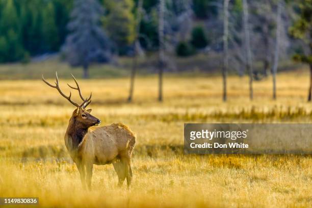 yellowstone national park in wyoming - red deer animal stock pictures, royalty-free photos & images