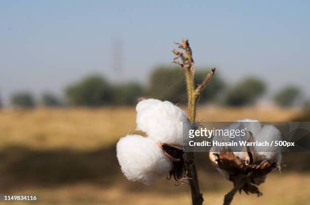 cotton bolls on the plant - cotton plant stock-fotos und bilder