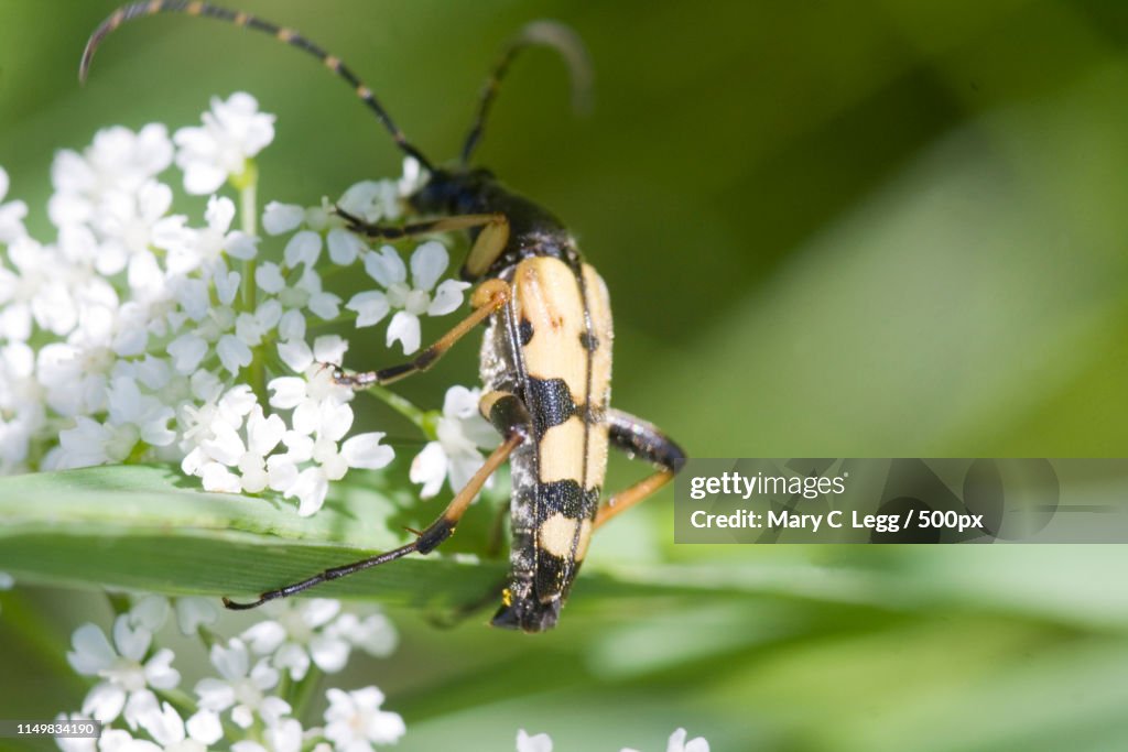 Spotted Longhorn, Leptura Maculata
