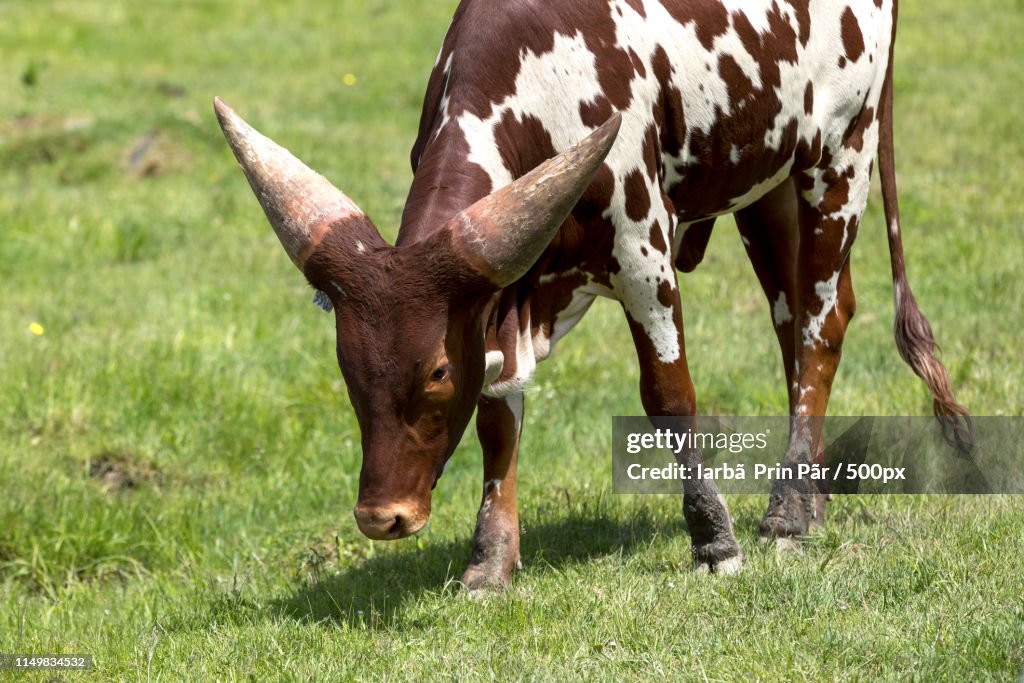 Ankole-Watusi Baby Cattle