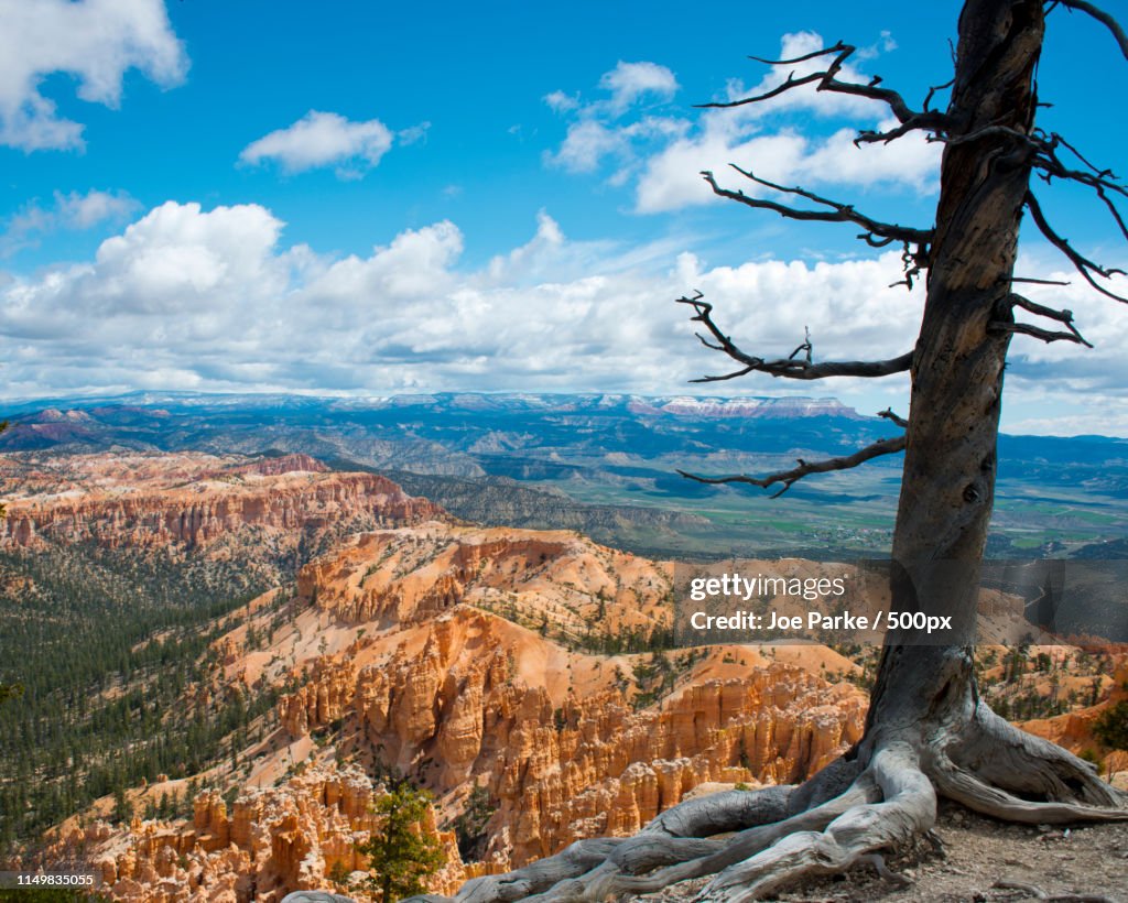 Bryce