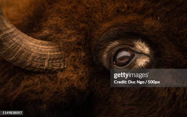 fuzzy - american bison stock pictures, royalty-free photos & images