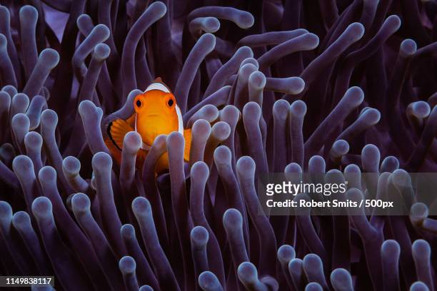 clownfish in the purple - symbiotic relationship stock pictures, royalty-free photos & images