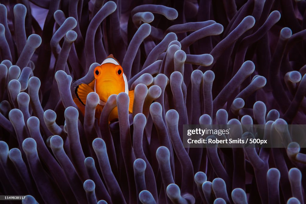 Clownfish In The Purple