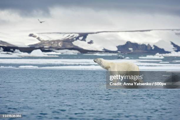 arctic edge - svalbard islands stock pictures, royalty-free photos & images