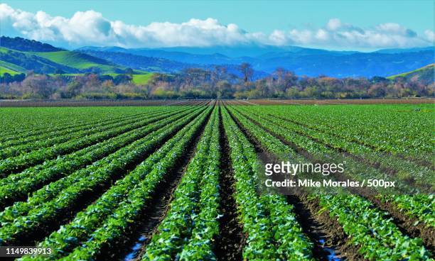 early lettuce in the salinas valley - salinas photos et images de collection
