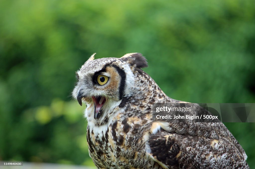 Great Horned Owl With Open Beak
