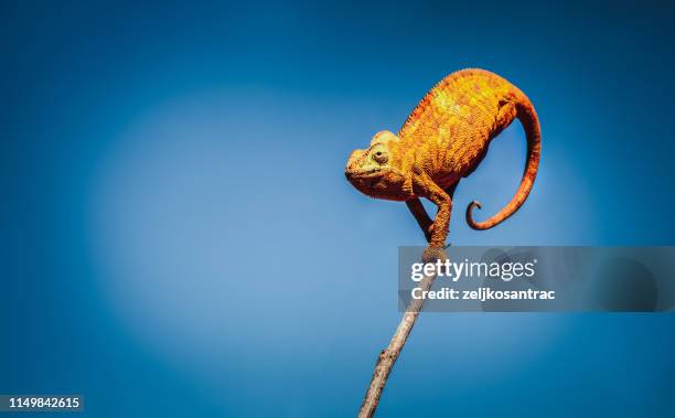 chameleon - camaleon stock pictures, royalty-free photos & images