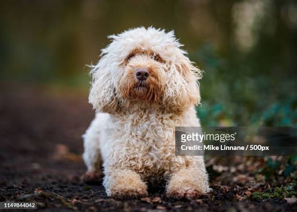 colin the cockapoo - pure bred dog stock pictures, royalty-free photos & images