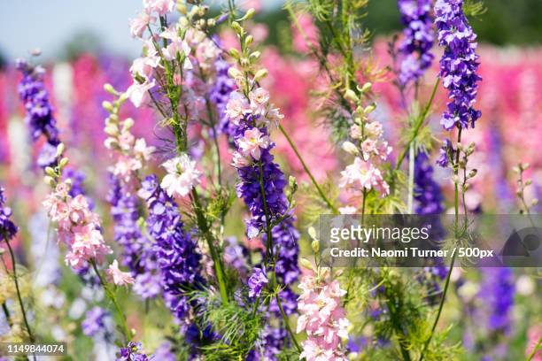 confetti fields - delphinium stock pictures, royalty-free photos & images