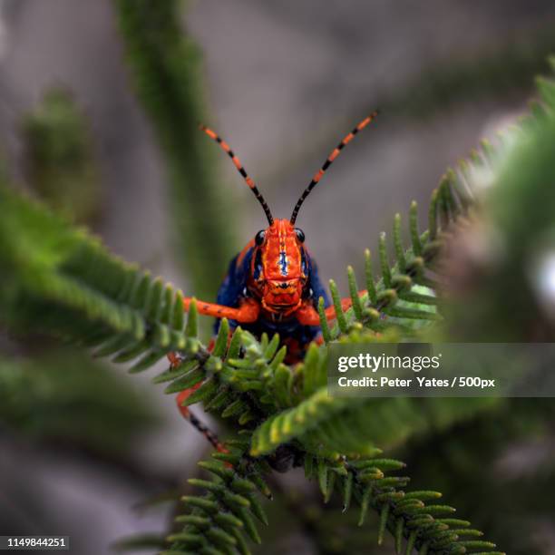 leichardt grasshopper - kakadu stockfoto's en -beelden