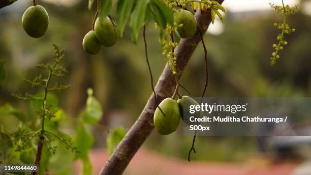 June Rows Tree 85 June Plum Tree Stock Photos, High-Res Pictures, and Images - Getty ...