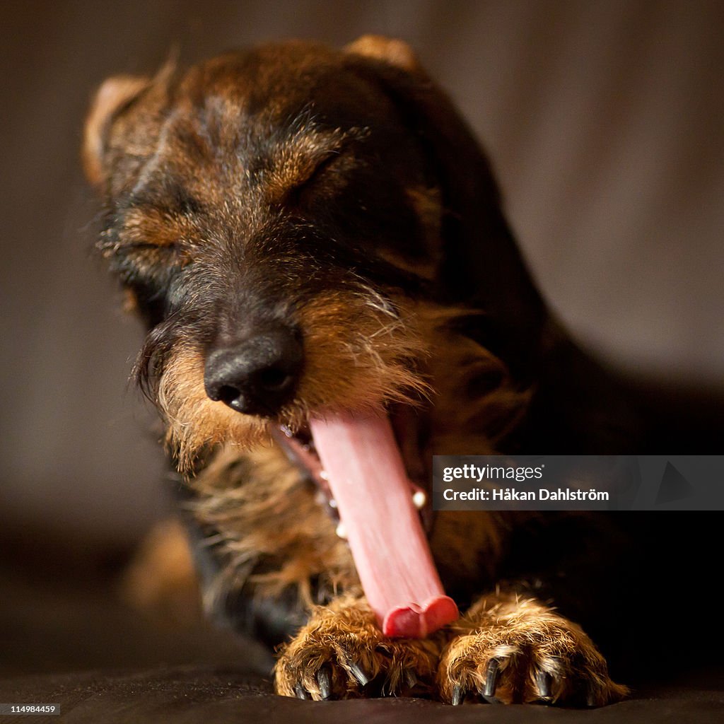 Yawning dachshund