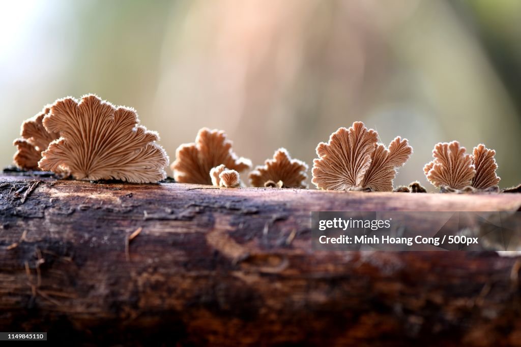 Common Schizophylle