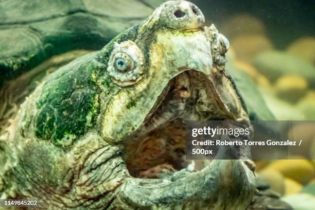 alligator snapping turtle - snapping turtle stock pictures, royalty-free photos & images