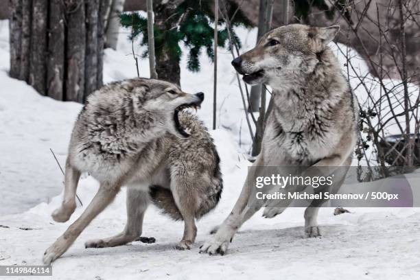 a female wolf snaps at a male wolf and he deftly dodges a bite - michael wolf - fotografias e filmes do acervo