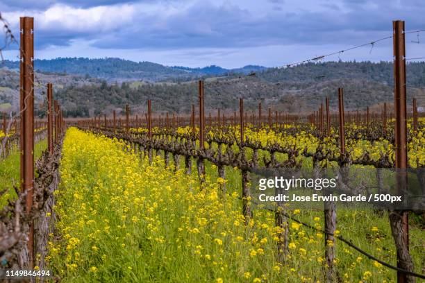 napa valley mustard - sonoma valley stock pictures, royalty-free photos & images