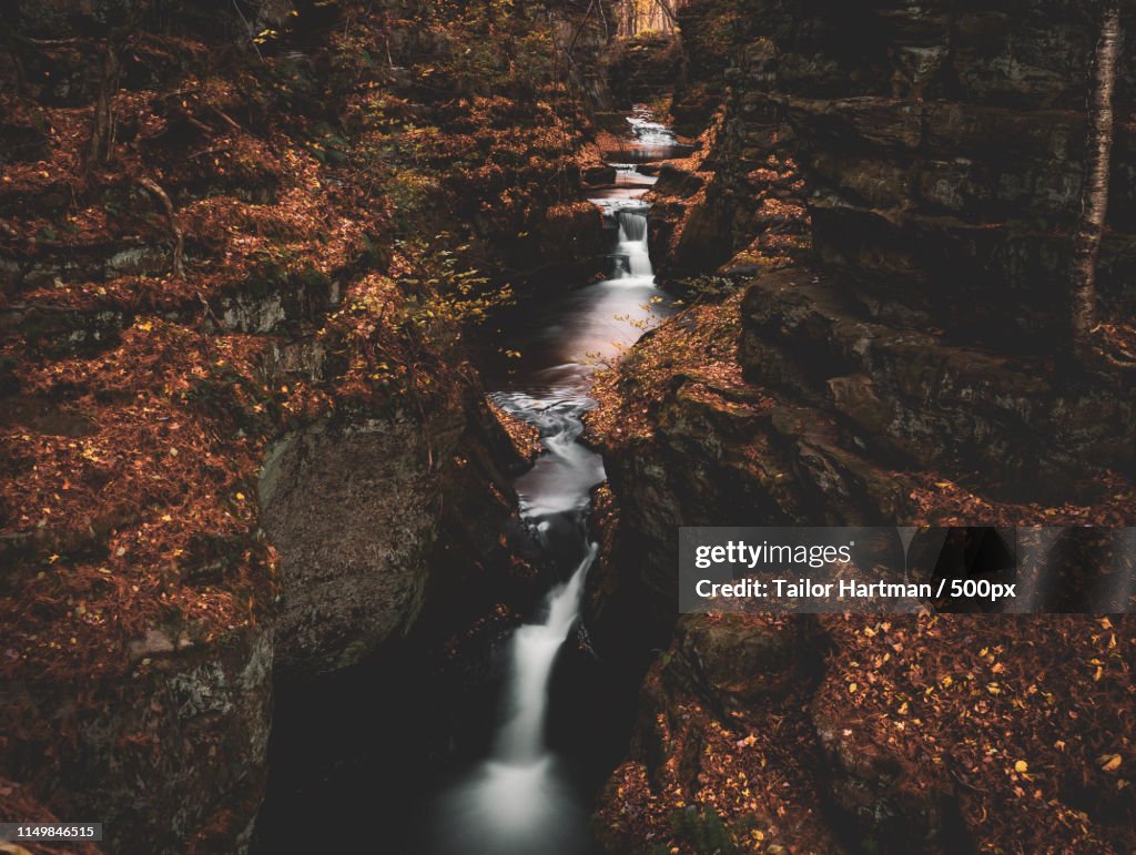 Pewits Nest In The Fall