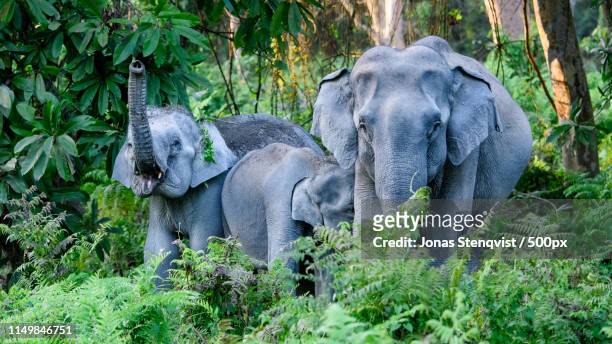 jungle encounter - kaziranga national park photos et images de collection