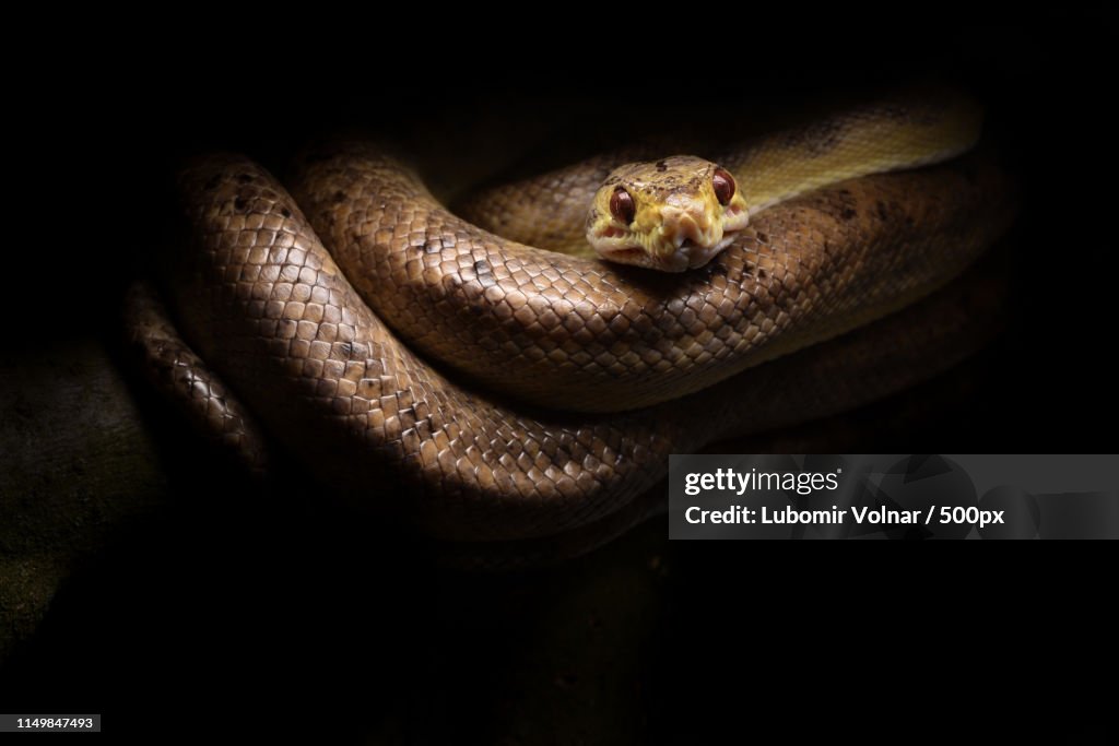 Observer