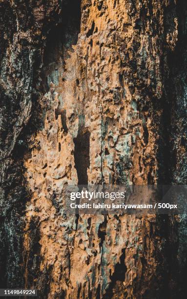 tree patterns - iqaluit stock pictures, royalty-free photos & images