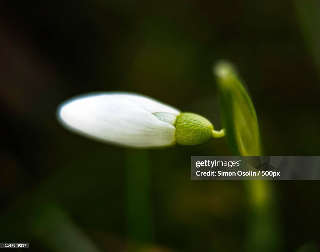 Galanthus Nivalis