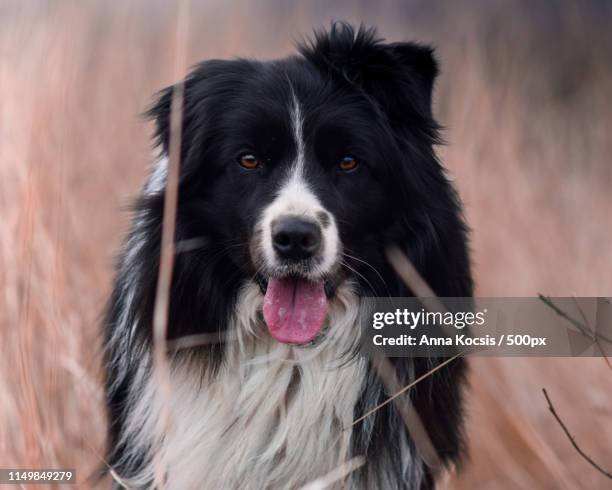 castor, the border collie - border collie stock-fotos und bilder