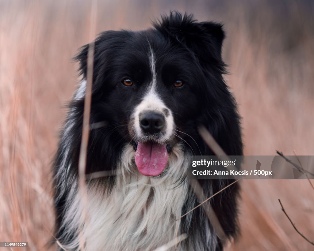 Castor, The Border Collie