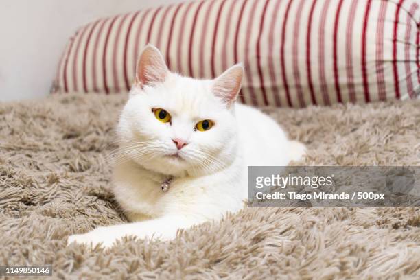 white british shorthair - british shorthair cat stock pictures, royalty-free photos & images
